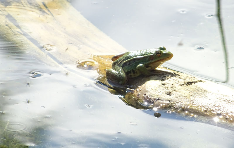 Pelophylax sp. (Prov. Trento)